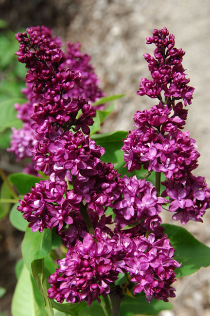 "Charles Joly" Syringa vulgaris